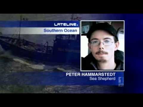 Sea Shepherd harassment suspends Japanese whaling