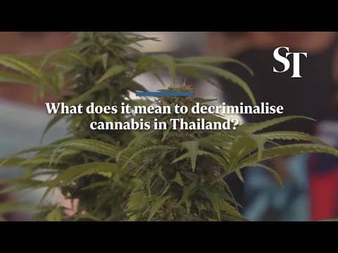 Thailand's Public Health Minister on Decriminalising Cannabis