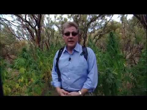 Embedded with a marijuana eradication team in the San Bernardino mountains