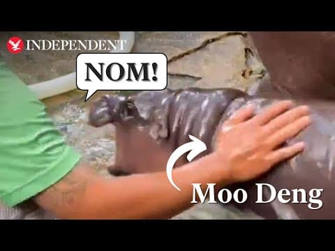Moo Deng tries to bite keeper and hose as she delights Thai zoo visitors