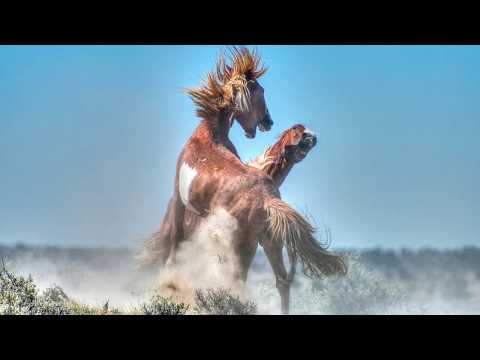 Wild Horses of the Sand Wash Basin 6-11-18 v.1