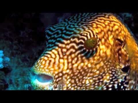 Scuba diving Gizo-Solomon Islands