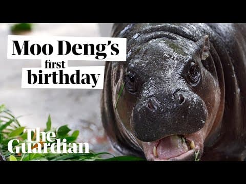 Pygmy hippo Moo Deng celebrates first birthday with fruit cake
