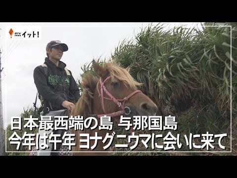 日本最西端の島 与那国島 今年は午年 ヨナグニウマに会いに来て（沖縄テレビ）2026/01/08