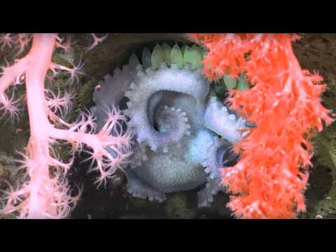 Celebrating the Deep | Underwater Oases of the Mar Del Plata Canyon
