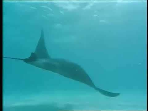 E32 The Sleeping Sharks of Yucatán - The Undersea World Of Jacques Cousteau - 6 April 1975