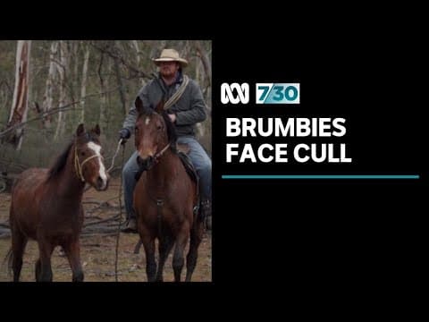 Efforts to cull brumbies have met fierce resistance | 7.30