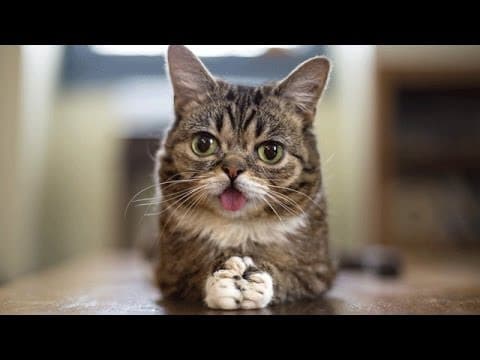 Remembering Lil Bub, an internet cat sensation