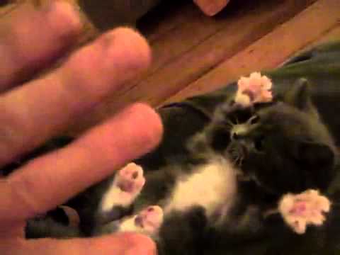 Surprised Kitty (Original)