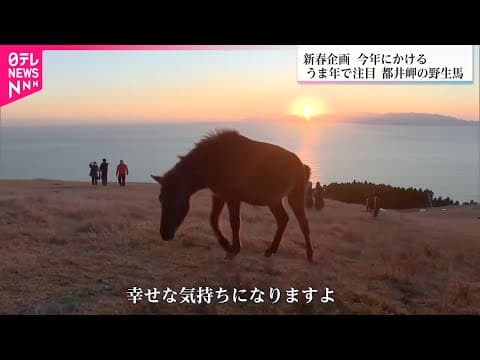 【ウマ年で人気】絶景の中で生きる野生馬 都井岬の御崎馬に魅せられたガイドの仕事 宮崎 NNNセレクション