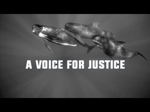A Voice For Justice