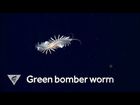 Weird and Wonderful: Green bomber worms drop bioluminescent "bombs"