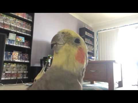Alex honking