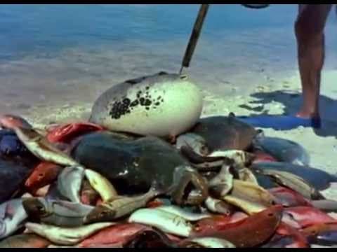 (Extrait) LE MONDE DU SILENCE - Jacques-Yves Cousteau, Louis Malle - 1955