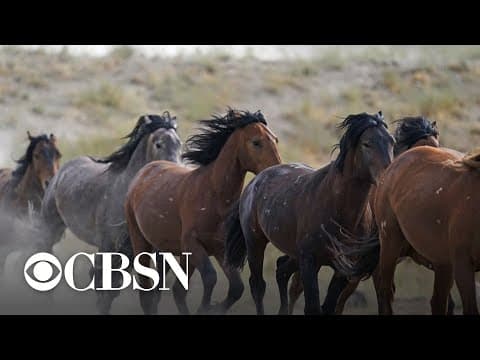 Wild horse round-up in drought-stricken West sparks debate