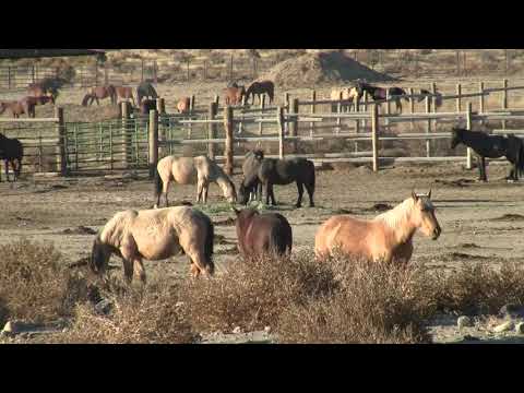 DEVIL'S GARDEN WILD HORSES AT LITCHFIELD CORRALS