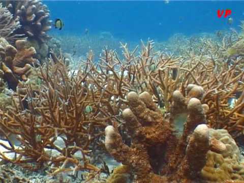 Solomon Islands .Gizo Grand Coral
