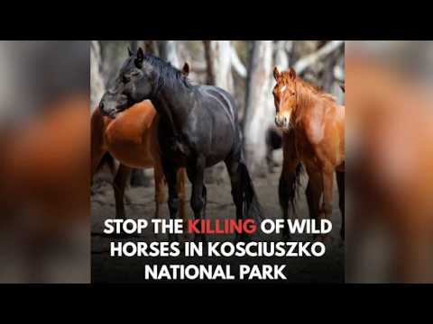 The barbaric Brumby Cull in Australia's Kosciuszko National Park with Sarah Michaels and Mike Ryan.
