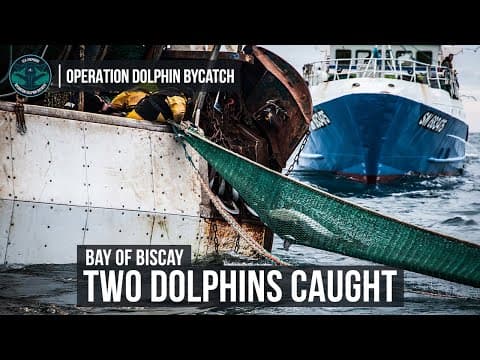 Operation Dolphin ByCatch: More Dolphins Killed in Nets