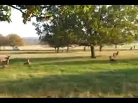 Fenton the dog chasing a deer in Richmond Park