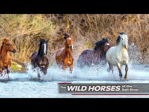 Controlling the wild horse population on Arizona's Salt River | FOX 10 News