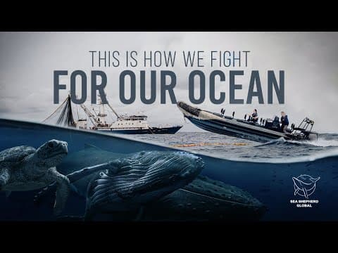 Sea Shepherd - This Is How We Fight for Our Ocean