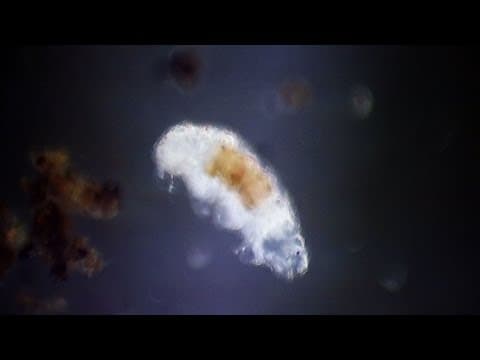 A Close-Up of the Creatures Living Beneath the Soil