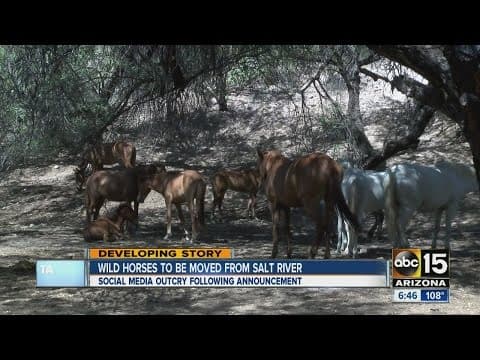 Wild horses to be moved from Salt River