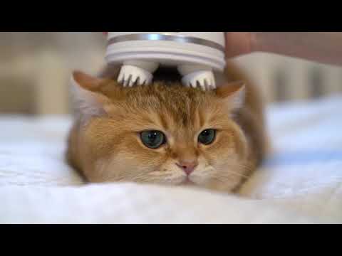 Massage time with Hosico