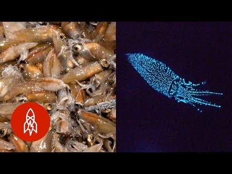 The Dinner That Glows In the Dark