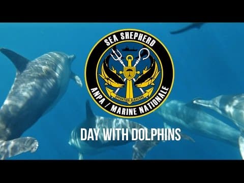Operation Albacore: A Day With Dolphins