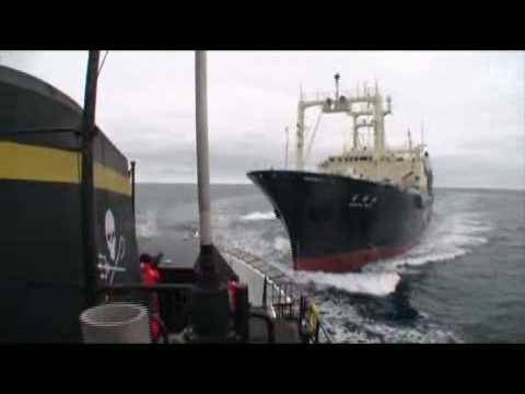 Sea Shepherd Tries to Prevent the Japanese Whaling Fleet from Whaling (Graphic footage)