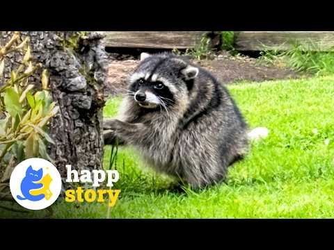 Jimothy, the Raccoon Seattle Adopted