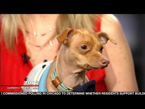 Tuna: The underdog with the overbite