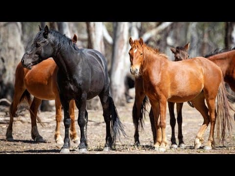 Call to cull brumbies in Kosciusko National Park is a ‘green agenda’