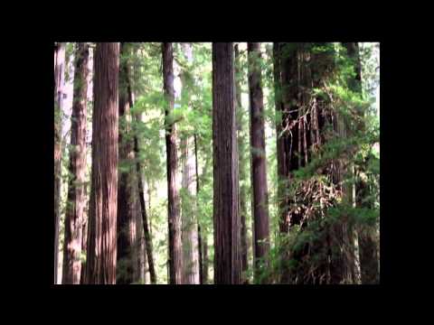 Judi Bari & Redwood Summer