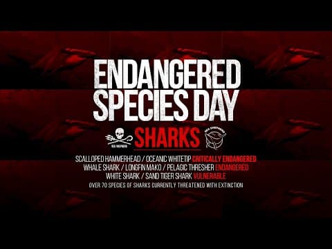 Endangered Species Week Feature Video: Sharks