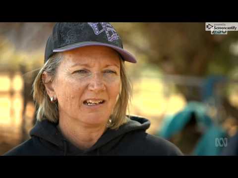 Learning how to tame Australia's desert brumbies
