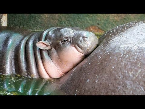 Moo Deng: Bouncing baby hippo drawing large crowds