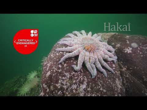 Sea star wasting disease