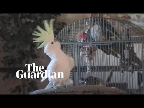Scientists Discover Snowball the Cockatoo Has 14 Distinct Dance Moves