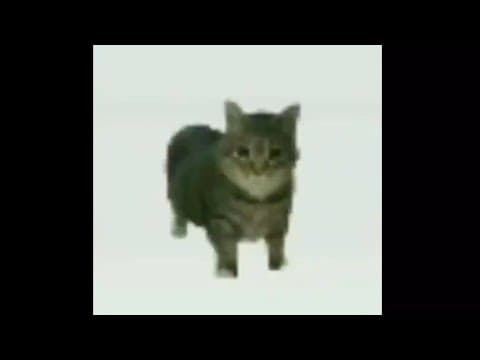 OIIAIOIIIAI (spinning cat meme)