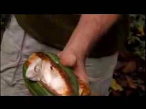 The Cousteau Society has named the Amazon Herb Co. 'The Answer' to saving the rainforest.