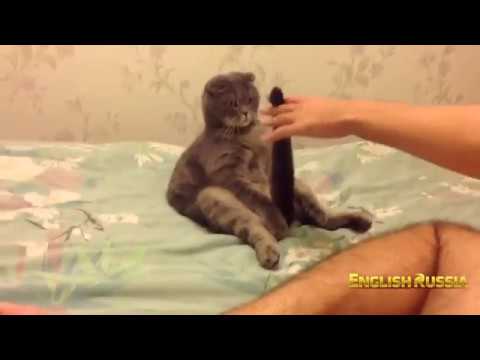 Russian Cat Stepan - Most Lazy Cat in the World