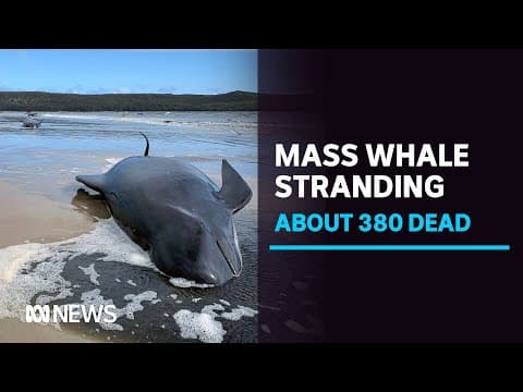 Mass whale strandings