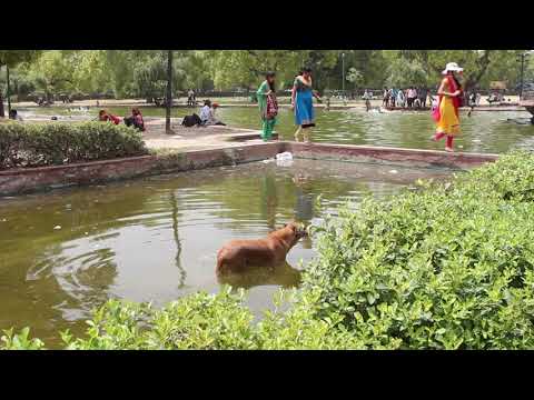 The 2015 India heatwave