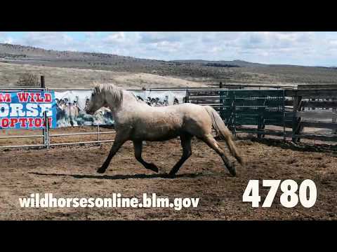 Wild horse adoption: April 2020