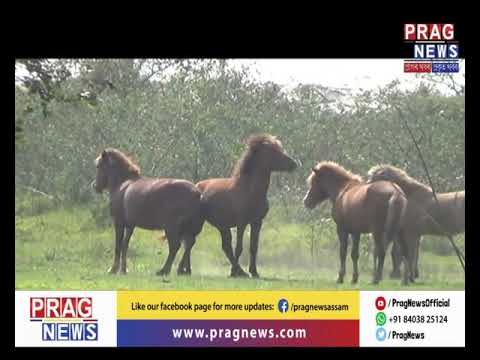 Wild horses of Dibru Saikhowa national park scuttle out towards Jonai in search for food