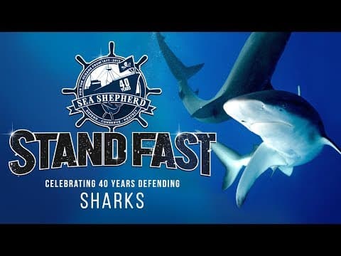 Stand Fast: 40 Years Defending Sharks