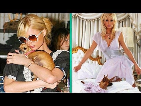2004 — Tinkerbell, the chihuahua who started a trend, goes missing